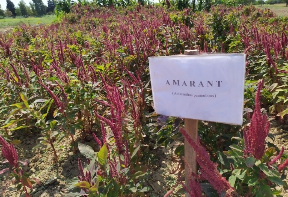 Amarant bitkisinin yaşıl kütləsi və dəninin heyvandarlıqda tətbiqi araşdırılır