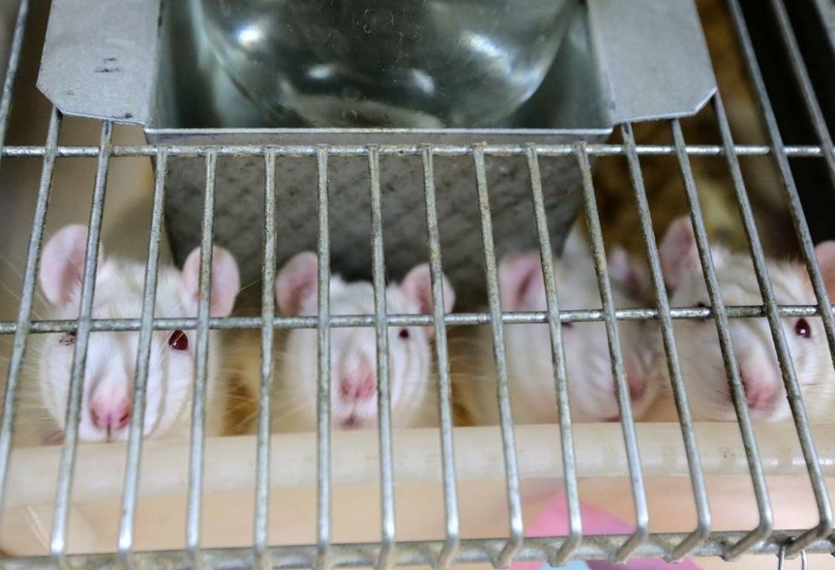 Крысы сыграли с учеными в прятки
