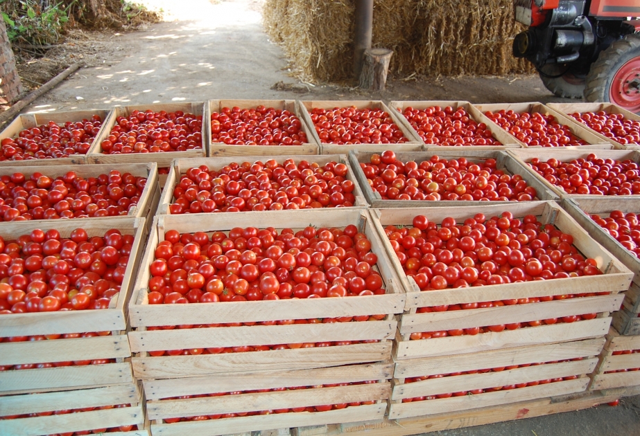 Saatlıda tərəvəz sahələrindən 2046 tondan çox pomidor yığılıb
