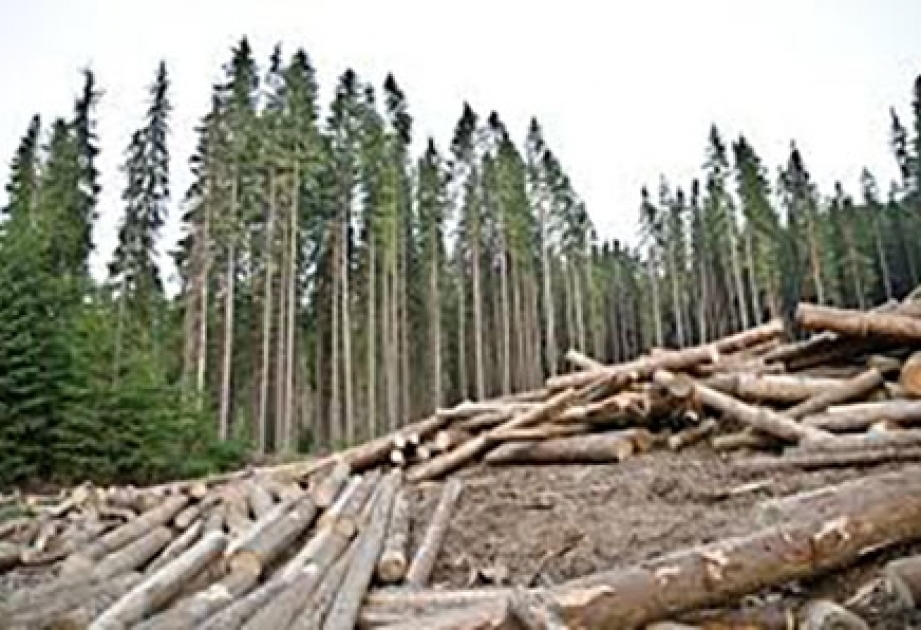 Уровень вырубки лесов в мире достиг 26 миллионов гектаров в год