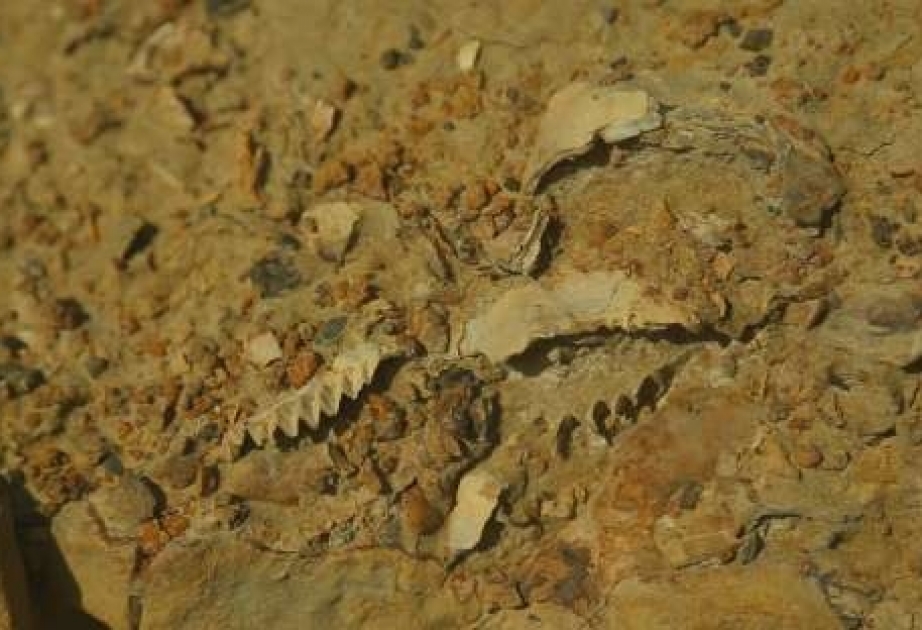 Палеонтологи нашли в Астраханской области останки живших более 200 миллионов лет назад амфибий