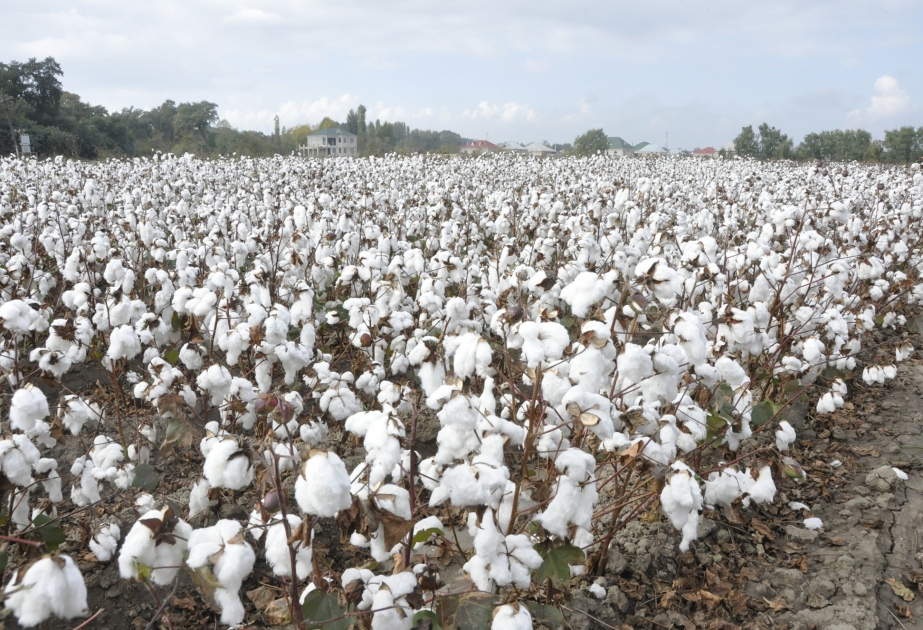 Ağcabədi pambıqçıları 26 min tonluq məhsul istehsal etməyi hədəfləyiblər