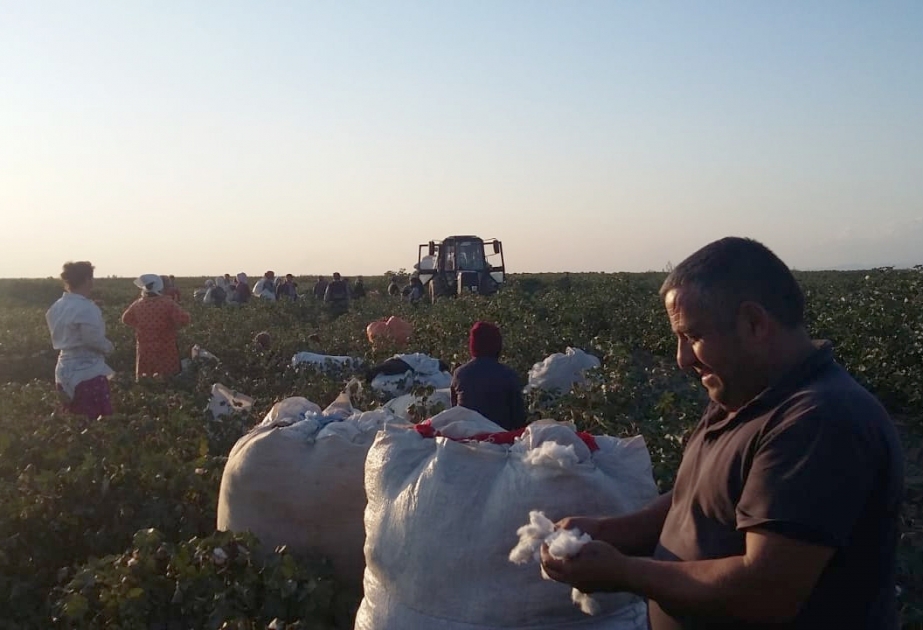 Kürdəmirdə pambıq yığımına 1100 nəfərədək işçi qüvvəsi cəlb olunub