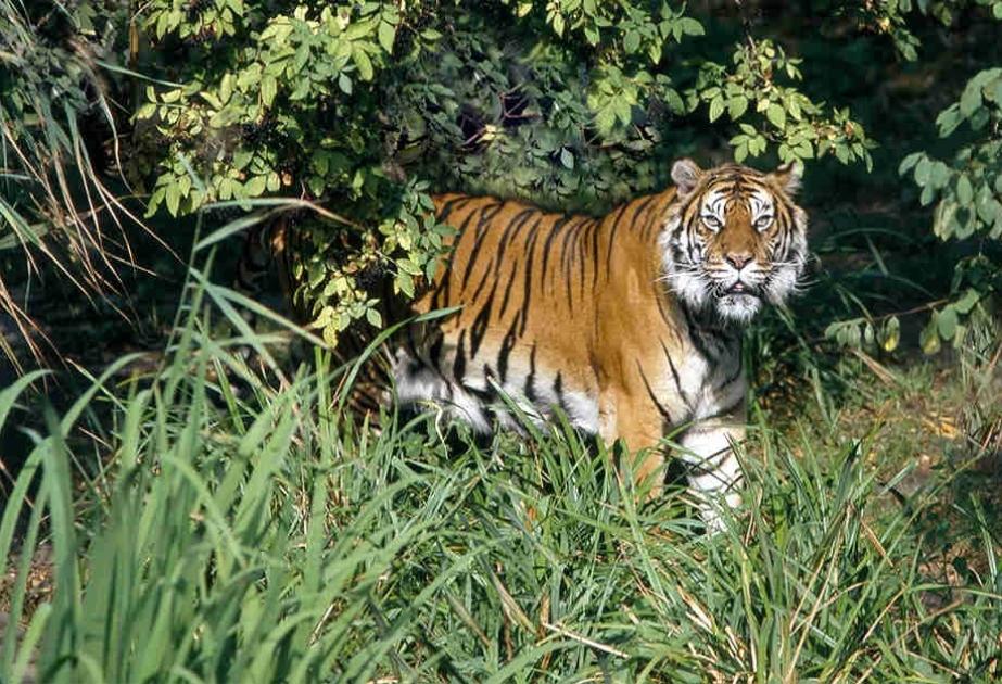 Russland: Jäger von einem Tiger attackiert