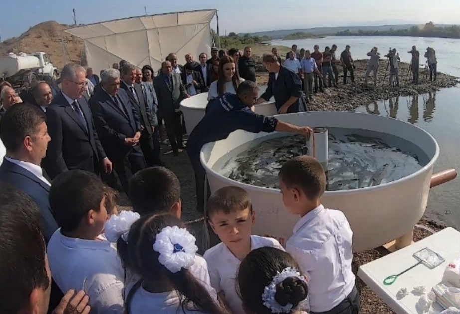 В Товузском районе в Куру выпущена рыбья молодь