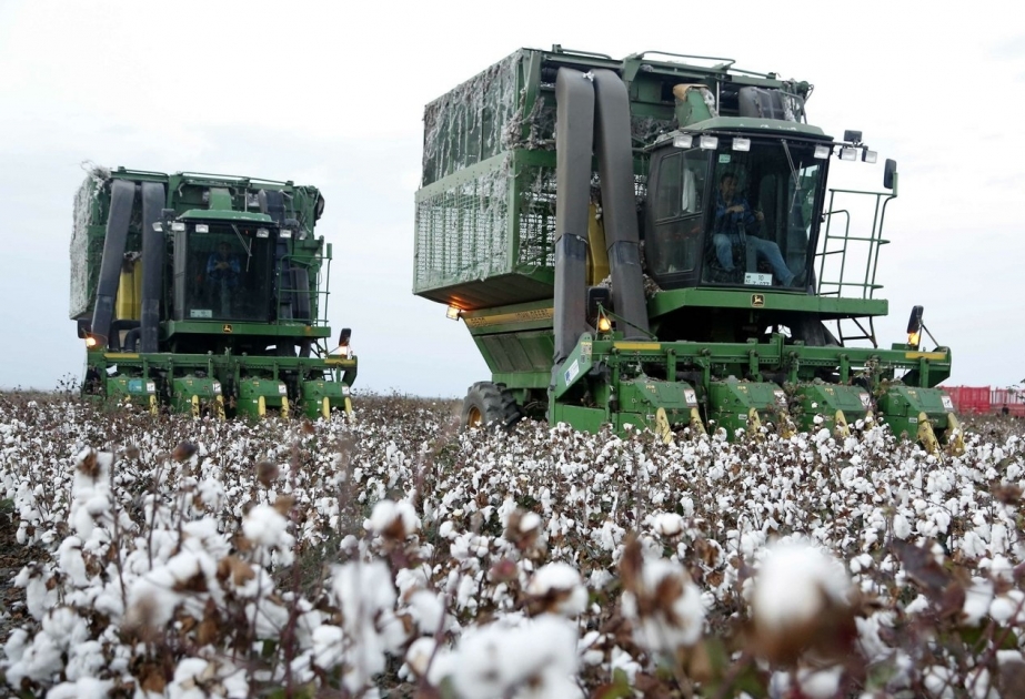 Bərdə pambıqçıları hektarın orta məhsuldarlığına görə ön sırada dayanmağı hədəfləyirlər