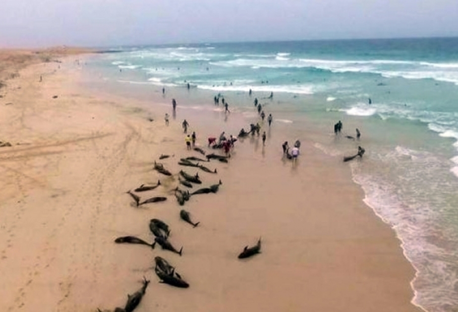 Yüzlərlə delfin özünü Qərbi Afrika sahillərinə atıb
