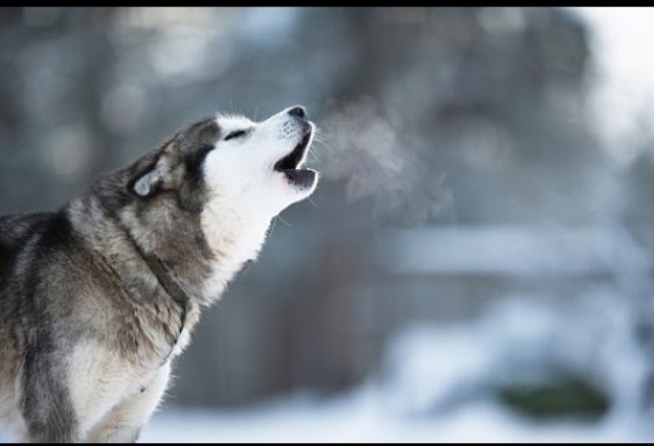 ¿Por qué ladran los perros?