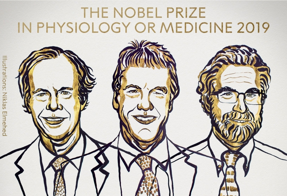В Стокгольме названы имена лауреатов Нобелевской премии по физиологии и медицине за 2019 год