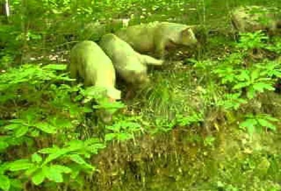 В Китае выращивают свиней размером с белых медведей