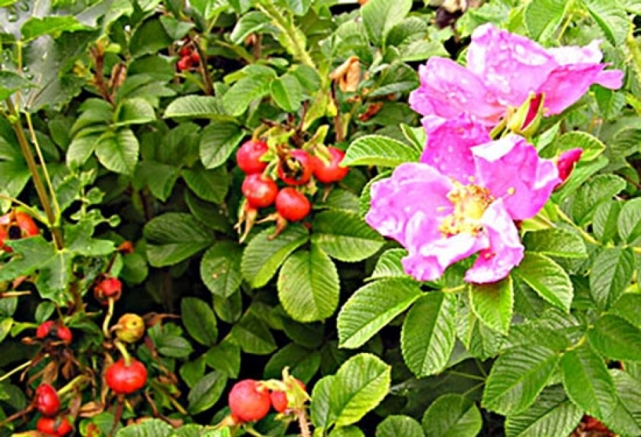 Beneficios para la salud de la rosa mosqueta