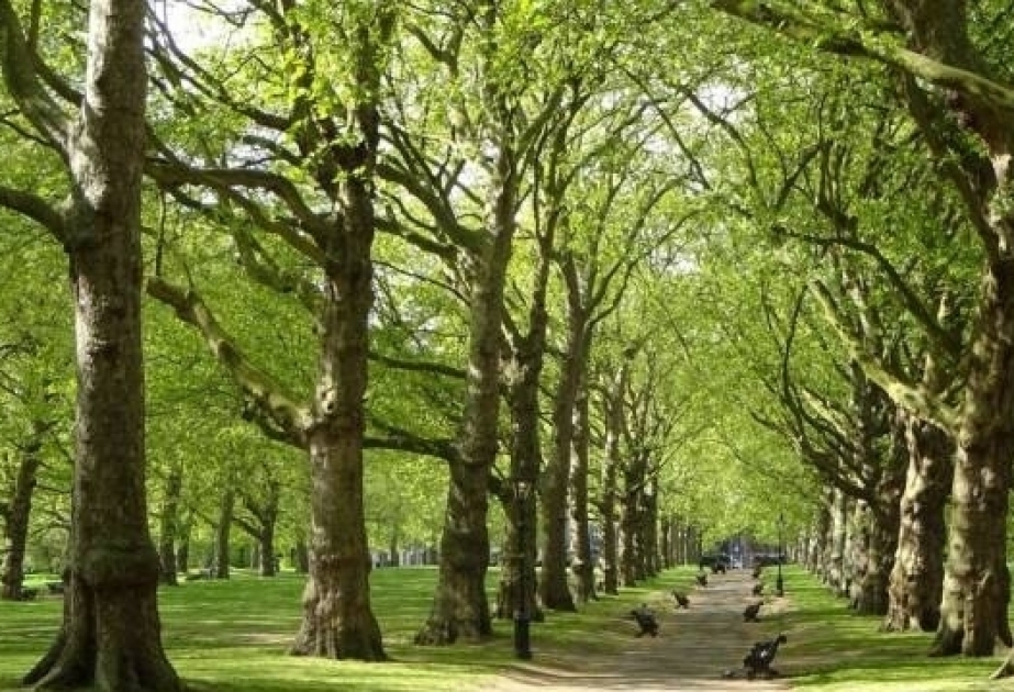 La plantation de 650.000 arbres en un jour permettra d’absorber 2600 tonnes de dioxyde de carbone par an à l’avenir