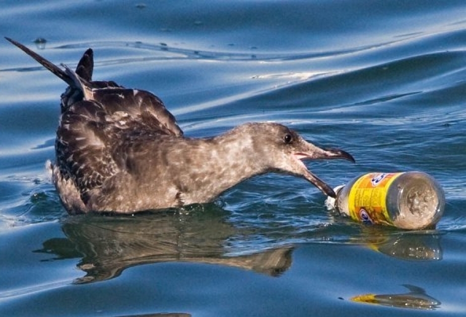 Пластик – смертельная угроза для перелетных птиц