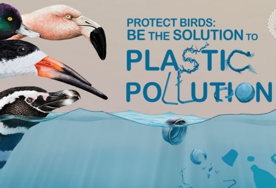 Всемирный день перелетных птиц проходит под девизом «Защитите птиц: участвуйте в решении проблем пластического загрязнения»