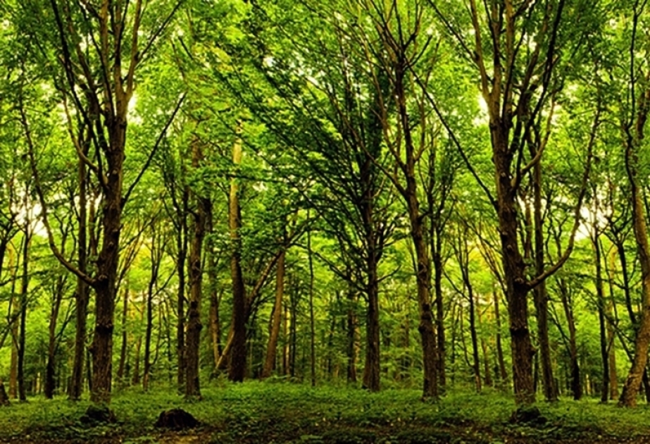 650.000 Bäume zu pflanzen bedeutet der Natur 650.000 Lebewesen zu schenken