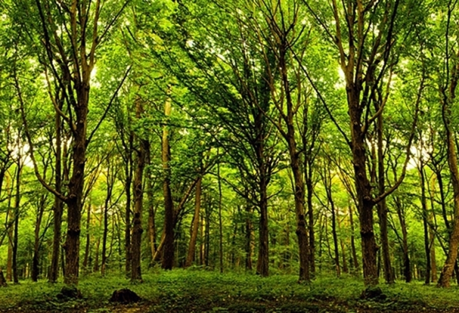 مبادرة زرع 650 ألف شجرة خطوة إلى الأمام في مصلحة مستقبل البيئة