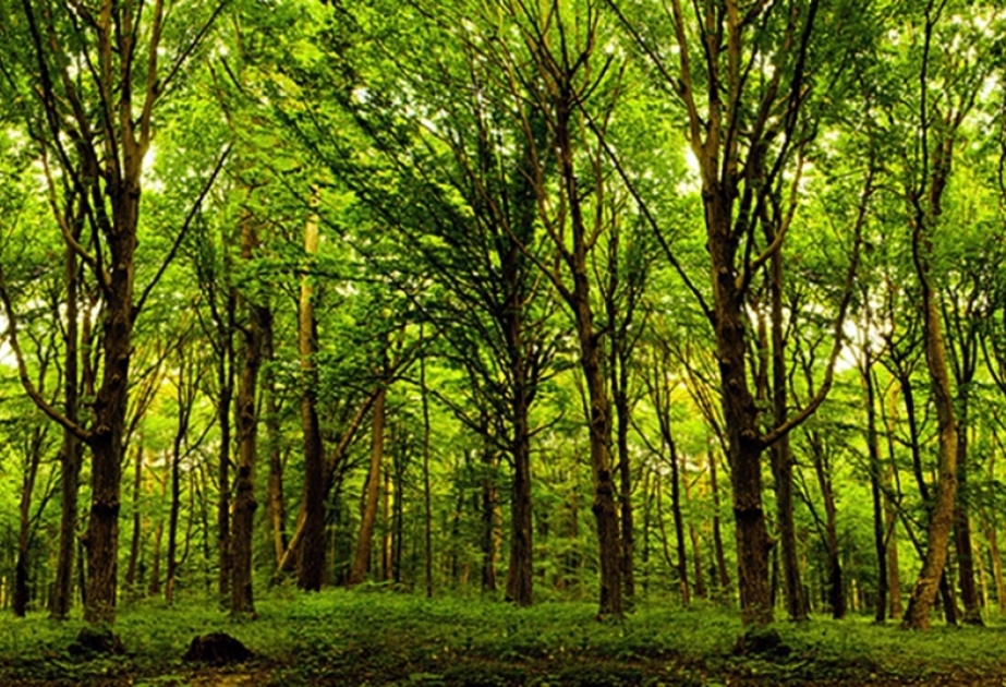 "Plantemos 650.000 árboles": Azerbaiyán plantará un pequeño bosque que representa la imagen de Nasimí