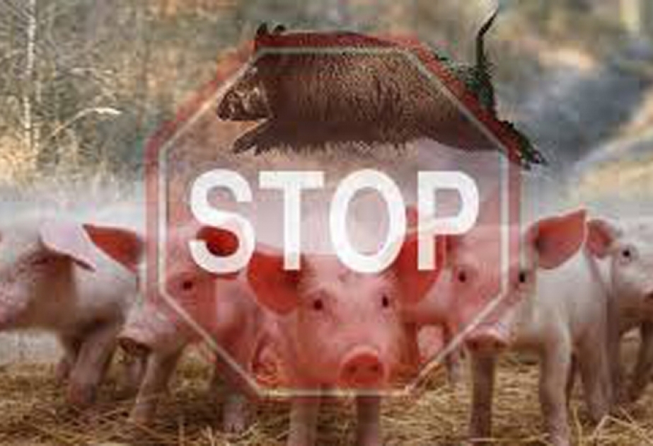 Новая вспышка африканской чумы свиней зафиксирована в Южном Китае
