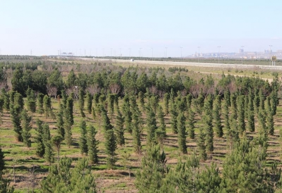 Expert from Additives Chemistry Institute: Planting 650,000 trees will have positive impact on environment