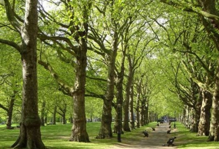 ‘Planting 650,000 trees in the country in one day will be beneficial for environmental protection’