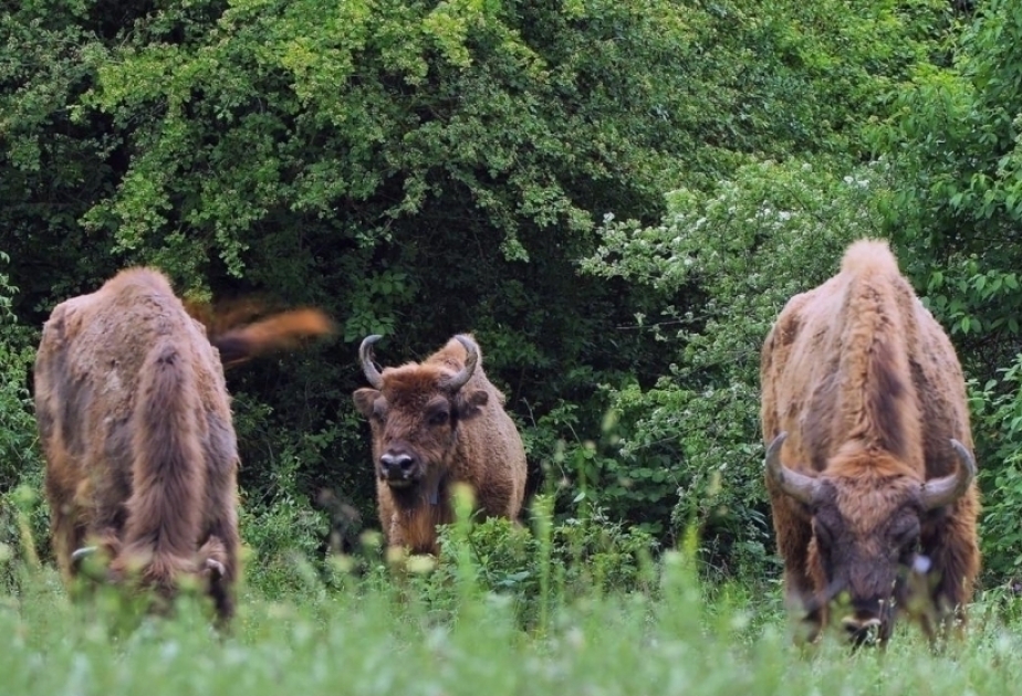 Euronews: Llegan los bisontes al Cáucaso