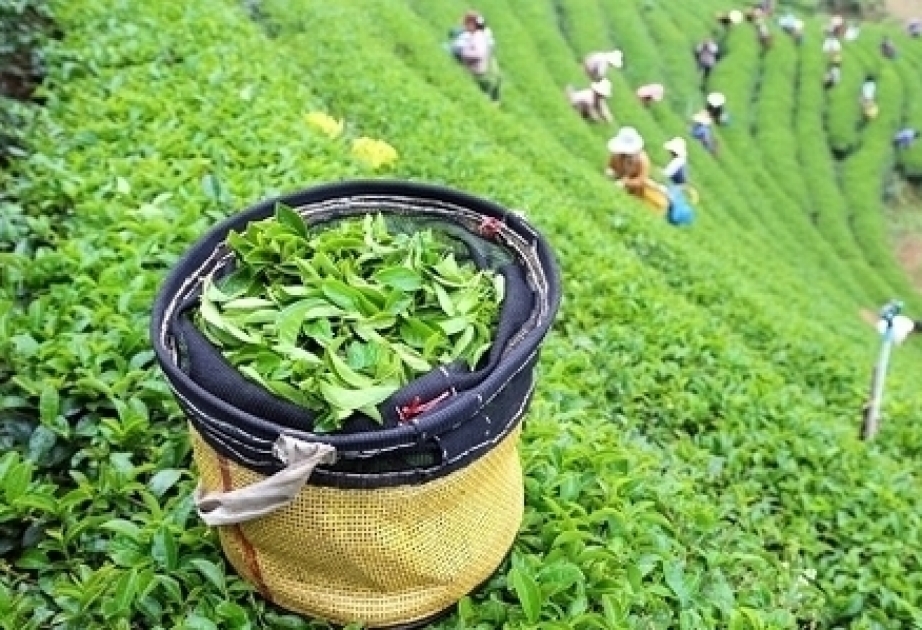阿塞拜疆进口茶叶1万吨