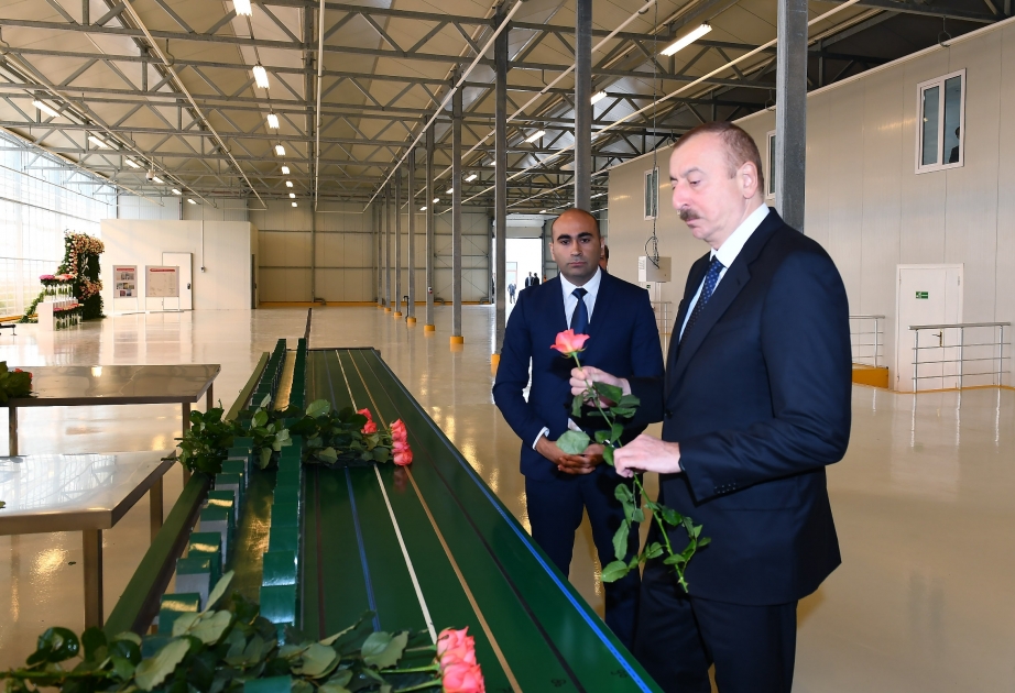 Ilham Aliyev se familiarizó con un invernadero de flores en Gabalá