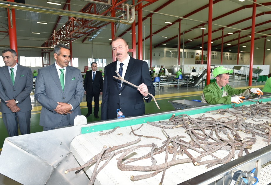 President Ilham Aliyev inaugurated Liquorice Industry Park in Aghdash VIDEO