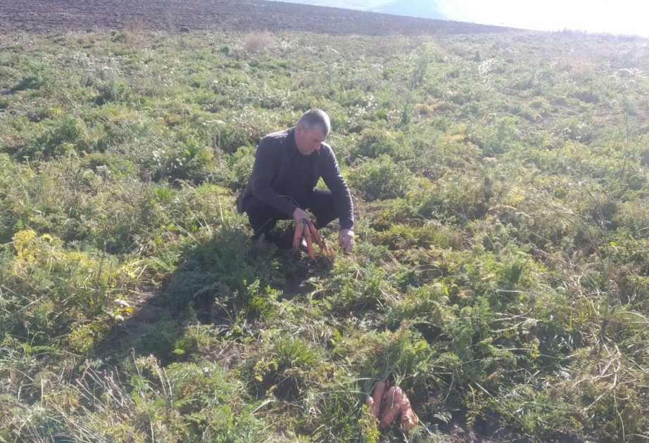 “Aqrar Tədarük və Təchizat” ASC fermerdən 4 ton kök alıb VİDEO