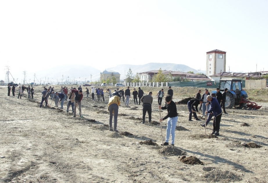 İmadəddin Nəsiminin 650 illik yubileyi münasibətilə Siyəzəndə 8500 ağac əkiləcək
