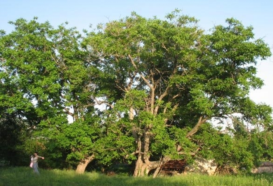 Doğma ağaclar