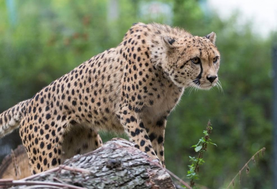 16-Jähriger während Zoobesuch in Erfurt in ein Wildtiergehege gestiegen