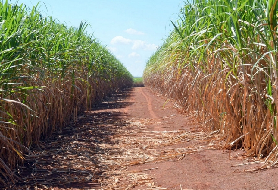 Brasil levantó la prohibición del cultivo de caña de azúcar en el Amazonas