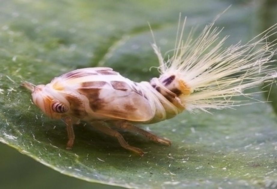 Mitarbeiterin von Zoologischem Institut entdeckt zwei neue Arten für aserbaidschanische Fauna
