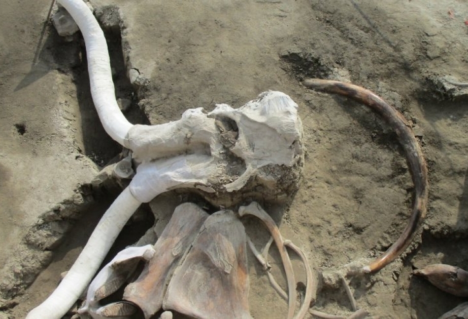 In Mexiko 15.000 Jahre altes Mammut-Massengrab entdeckt