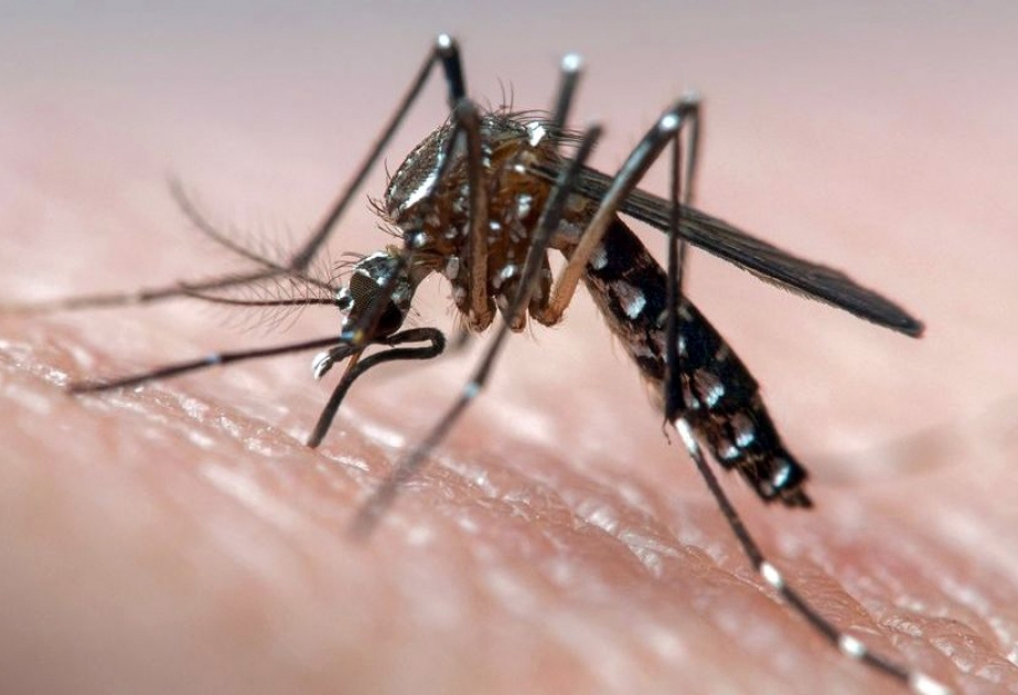 ВОЗ объявила о начале масштабной программы по стерилизации комаров для борьбы с инфекциями