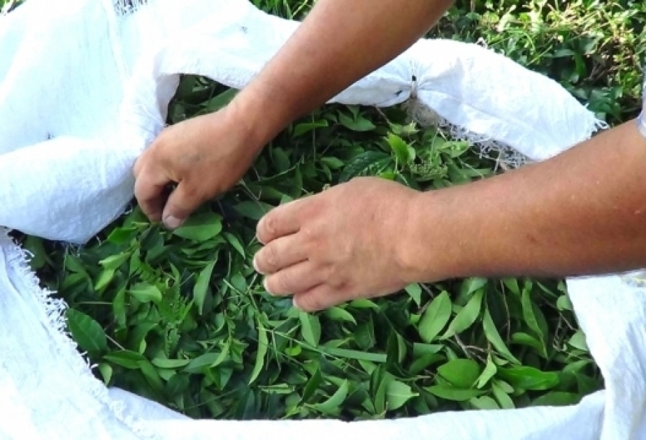 В этом году из страны экспортировано 1 186 тонн чая