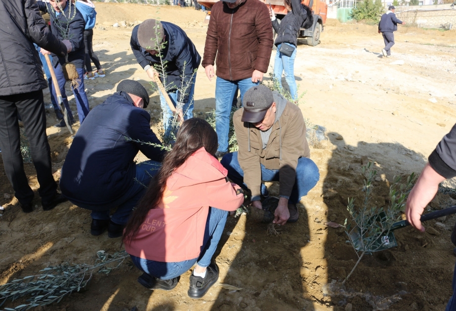 Le corps enseignant et les étudiants de l’Université d’Etat de Bakou ont planté 650 arbres