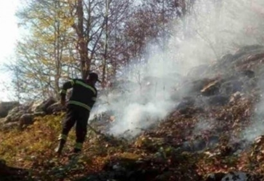 في منطقة شيدي كارتلي في جورجيا، تغطي حرائق الغابات بحوالي 70 هكتارا