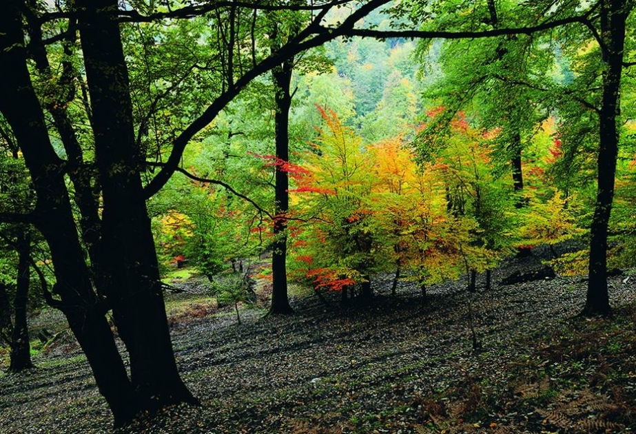 Gizilaghaj - la reserva natural más grande y diversa de Azerbaiyán
