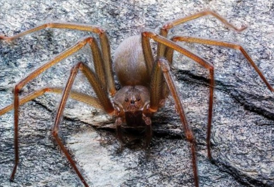 Descubren en México nueva especie de araña violinista, la más peligrosa en el país
