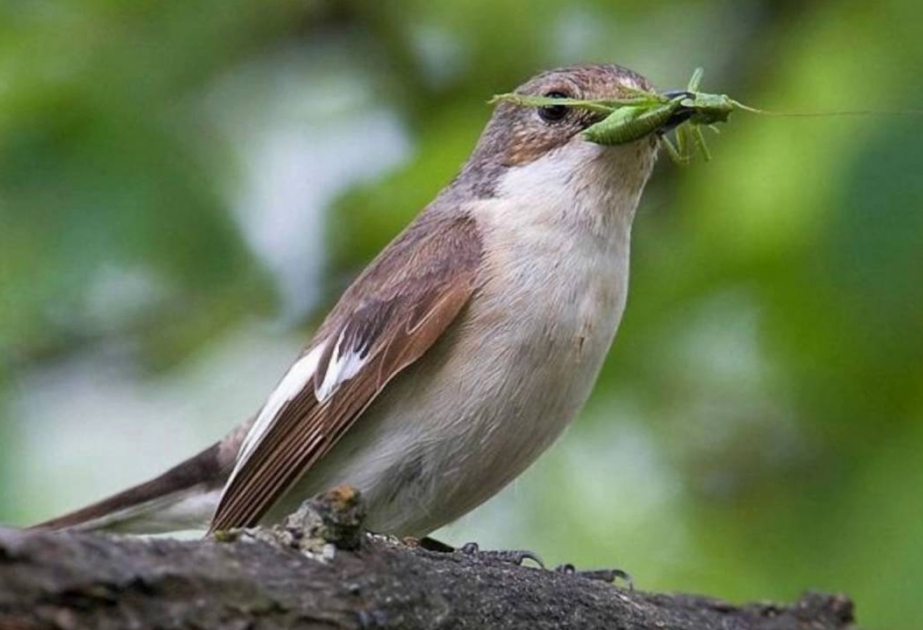 Исследователи связали уменьшение размеров певчих птиц с глобальным потеплением