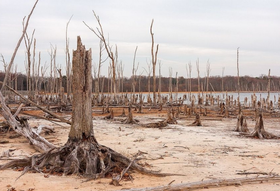Последствия изменения климата уже повредили 22% испанских лесов