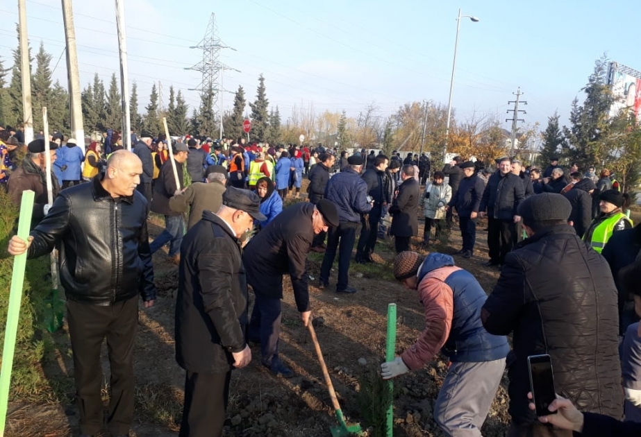Mingəçevir sakinləri 650 min ağac əkək təşəbbüsünə qoşulublar
