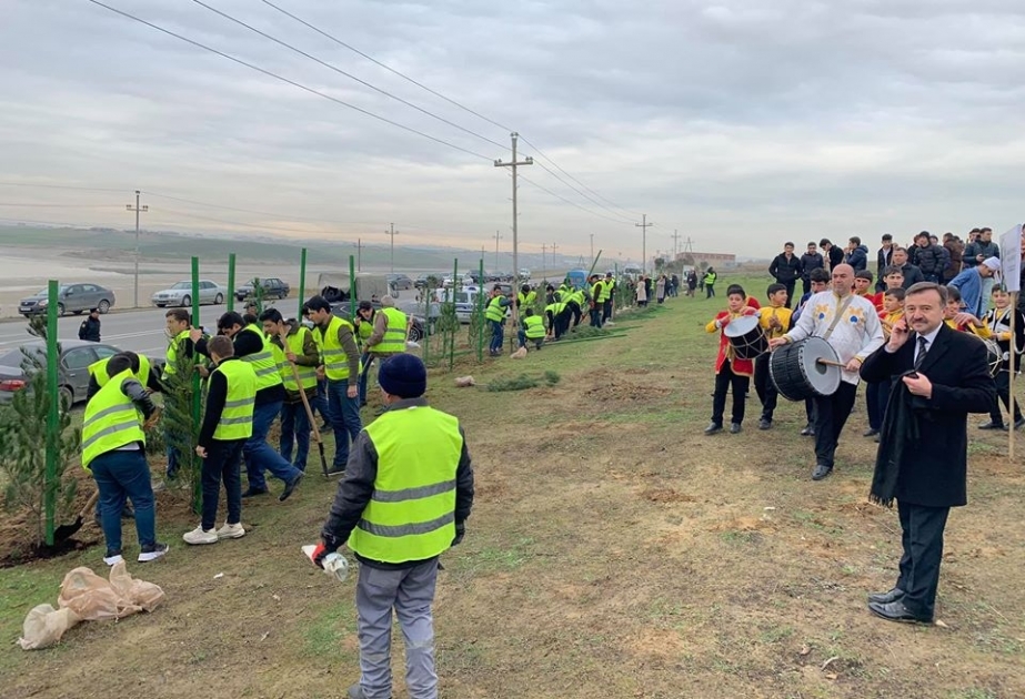 Bir gündə 650 min ağac əkək: Abşeron sakinləri genişmiqyaslı kampaniyada fəal iştirak edirlər  FOTO VİDEO
