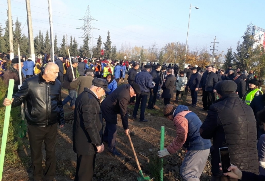 Les habitants de Minguétchévir rejoint la campagne de plantation de 650 mille arbres