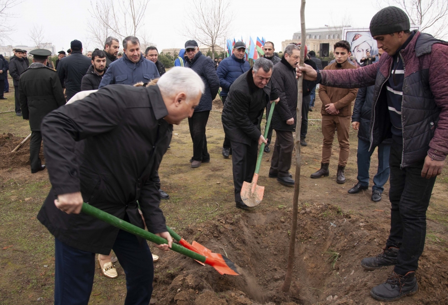 İmadəddin Nəsiminin 650 illik yubileyi ilə əlaqədar Nərimanov rayonunda ağacəkmə kampaniyası keçirilib