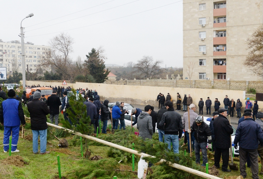 Səbail rayonunda Nəsiminin 650 illiyi ilə bağlı ağacəkmə aksiyası keçirilib