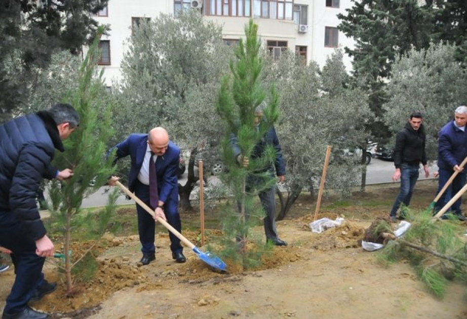 Nəsimi rayonunda ağacəkmə aksiyası keçirildi