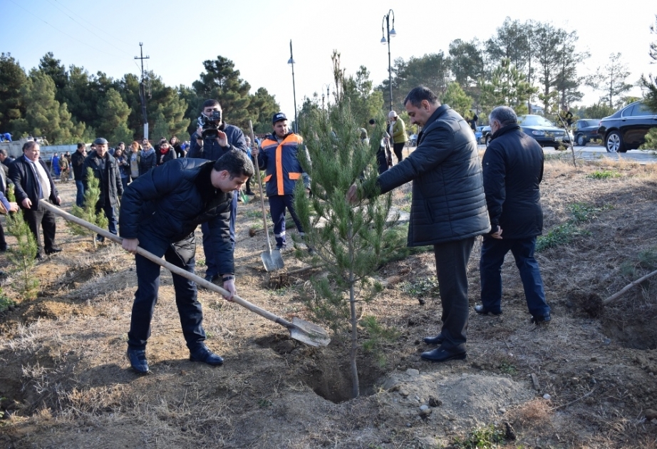 İmadəddin Nəsiminin 650 illik yubileyi münasibətilə Naftalanda minlərlə ağac əkilib